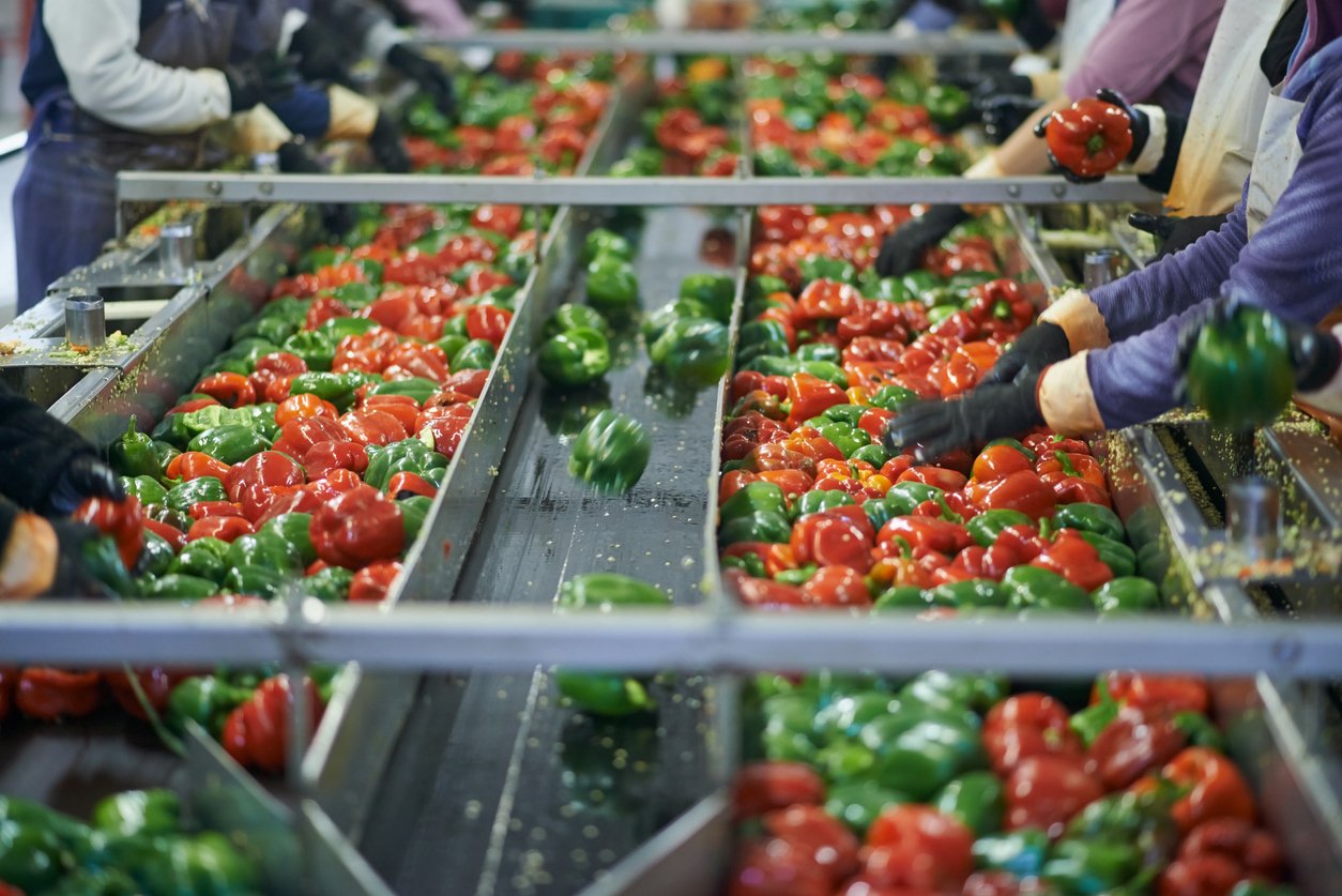 Red and green bell peppers being inspected on conveyor belt